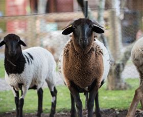 Amazement Farm And Fun Park / Cafe And Farmstay Accommodation - South Australia Travel 4