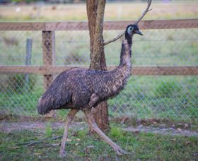 Amazement Farm And Fun Park / Cafe And Farmstay Accommodation - South Australia Travel 6