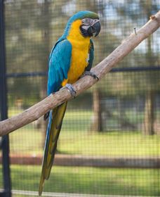 Amazement Farm And Fun Park / Cafe And Farmstay Accommodation - South Australia Travel 8