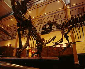Australian Museum - South Australia Travel 1