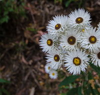 Hastings Forest Way touring route - South Australia Travel