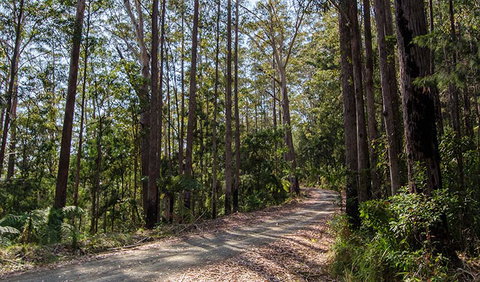 Hastings Forest Way Touring Route - South Australia Travel 1