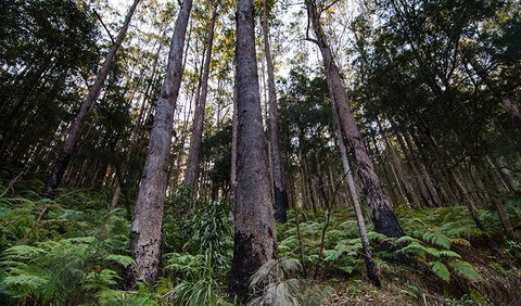 Hastings Forest Way Touring Route - South Australia Travel 2