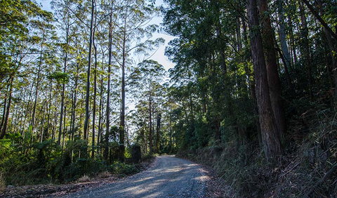 Hastings Forest Way Touring Route - South Australia Travel 3