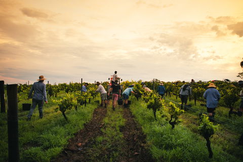 Tyrrells Vineyards - South Australia Travel 1