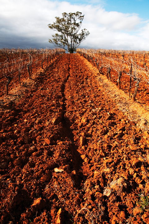 Tyrrells Vineyards - South Australia Travel 3