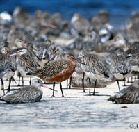 Cooloola Nature - South Australia Travel
