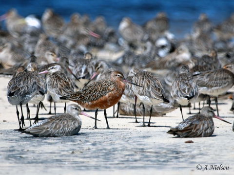 Cooloola Nature - South Australia Travel 0