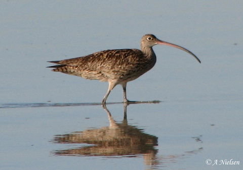 Cooloola Nature - South Australia Travel 3