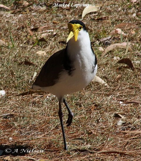 Cooloola Nature - South Australia Travel 6