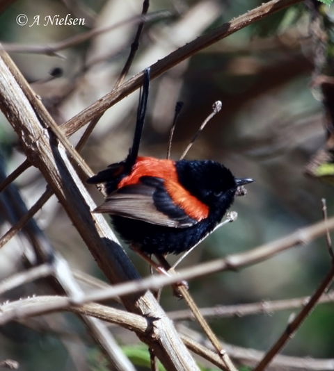 Cooloola Nature - South Australia Travel 7