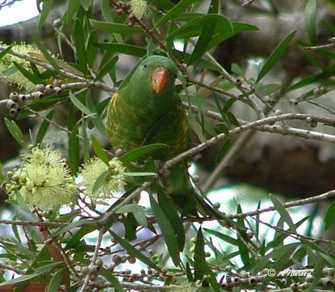 Cooloola Nature - South Australia Travel 8