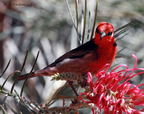 Cooloola Nature - South Australia Travel 9