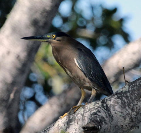 Cooloola Nature - South Australia Travel 10
