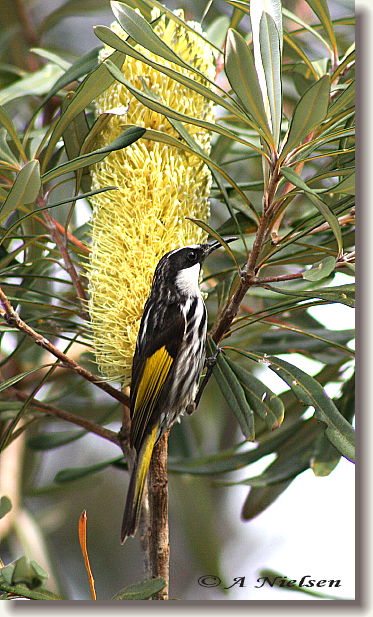 Cooloola Nature - South Australia Travel 11