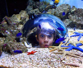 Sea Life Sunshine Coast - South Australia Travel 0