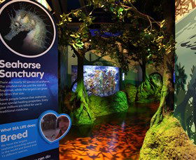 Sea Life Sunshine Coast - South Australia Travel 3