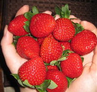 The Strawberry Farm - South Australia Travel
