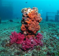HMAS Brisbane Dive Site - South Australia Travel