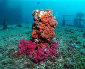 HMAS Brisbane Dive Site - South Australia Travel 0