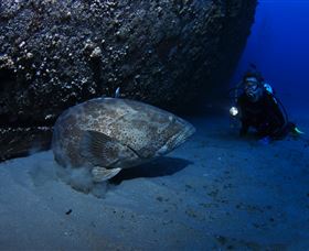 HMAS Brisbane Dive Site - South Australia Travel 3