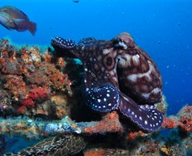 HMAS Brisbane Dive Site - South Australia Travel 2