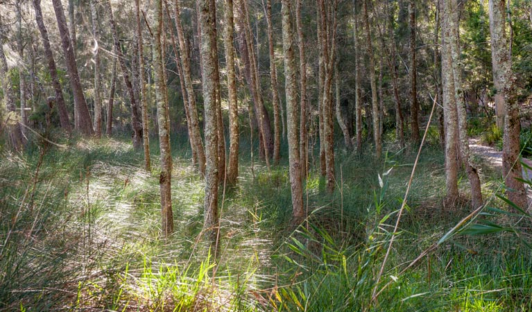 Cambewarra Mountain NSW South Australia Travel