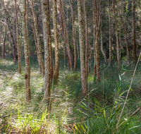 Anabranch loop track - South Australia Travel