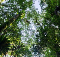 Botanic walk - South Australia Travel