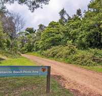 Antarctic Beech picnic area - South Australia Travel