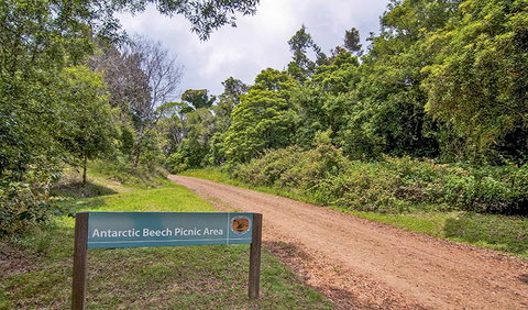 Antarctic Beech Picnic Area - South Australia Travel 0
