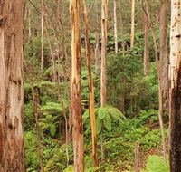 Cycle Mogo State Forest - South Australia Travel