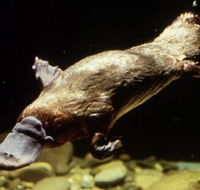 Platypus Pool - South Australia Travel