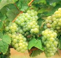 Red Tail Wines - South Australia Travel