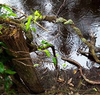 Mogo Bushwalk - South Australia Travel