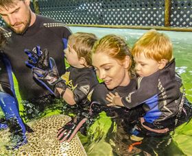 Irukandji Shark And Ray Encounters - South Australia Travel 0