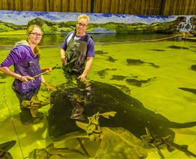 Irukandji Shark And Ray Encounters - South Australia Travel 3