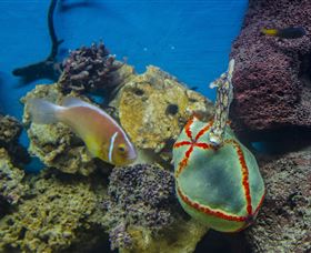 Irukandji Shark And Ray Encounters - South Australia Travel 6