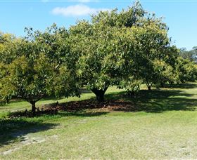 The Avocado Farm - South Australia Travel 1