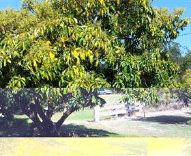 The Avocado Farm - South Australia Travel 2