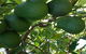 The Avocado Farm - thumb 6