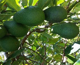 The Avocado Farm - South Australia Travel 6