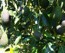 The Avocado Farm - South Australia Travel 7