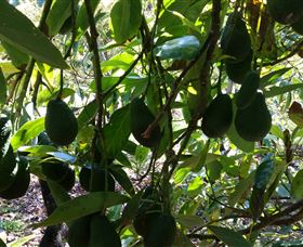 The Avocado Farm - South Australia Travel 5