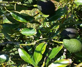 The Avocado Farm - South Australia Travel 8