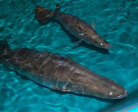 Cookabarra Restaurant And Function Centre - Tailor Made Fish Farms - South Australia Travel 7