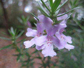Booderee National Park Botanic Gardens - South Australia Travel 5