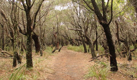 Pretty Beach To Snapper Point Walking Track - South Australia Travel 0
