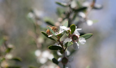 Murramarang Aboriginal Area - South Australia Travel 2