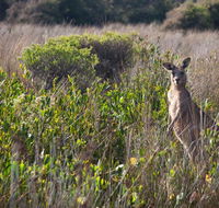 Murramarang Aboriginal Area walking track - South Australia Travel